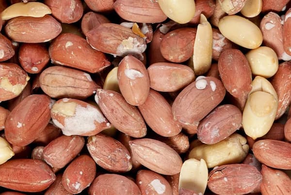 خرید و قیمت انواع بادام زمینی آستانه